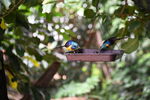 DSC_9194.JPG